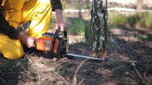 Best Tree Health Inspection  in Norco, CA