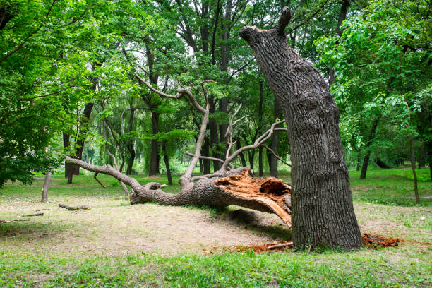 Best Utility Line Clearance  in Norco, CA