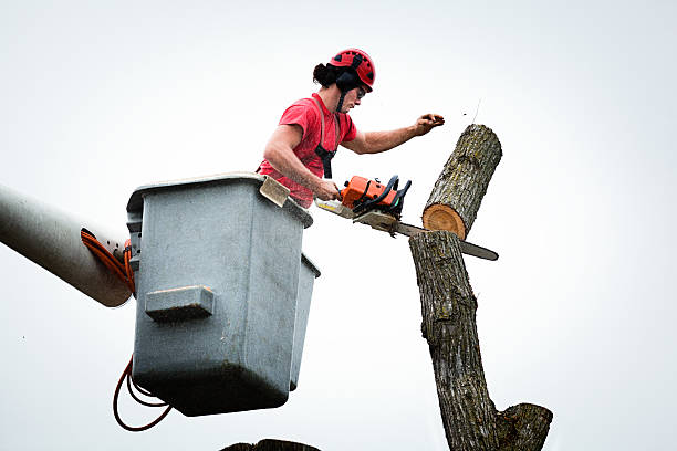 Best Commercial Tree Services  in Norco, CA