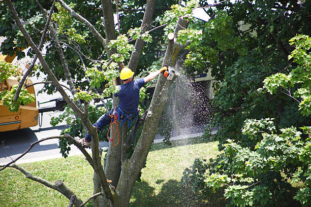 Best Root Management and Removal  in Norco, CA